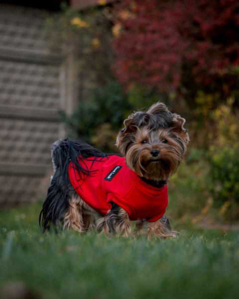 Bluza dla psa - czerwona